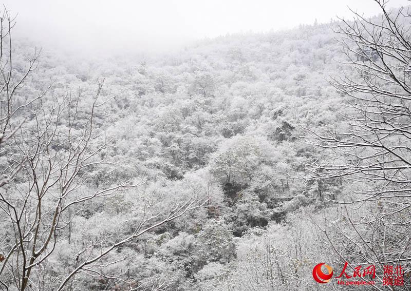 湖北保康迎大面积降雪：银装素裹 美景如画