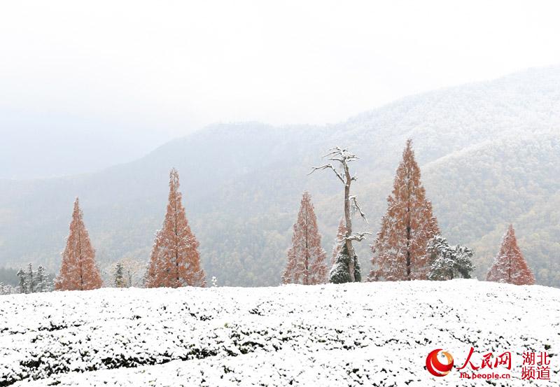 湖北保康迎大面积降雪：银装素裹 美景如画