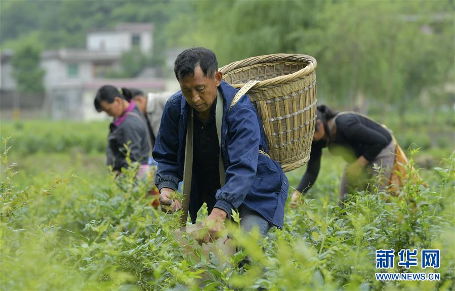 土家“藤茶”——藤蔓揉成的山间美味