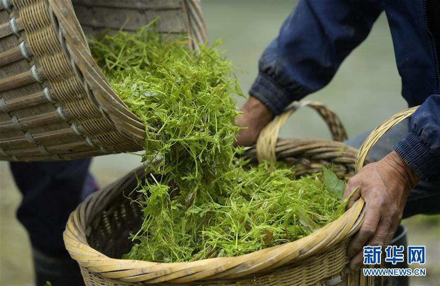 土家“藤茶”——藤蔓揉成的山间美味