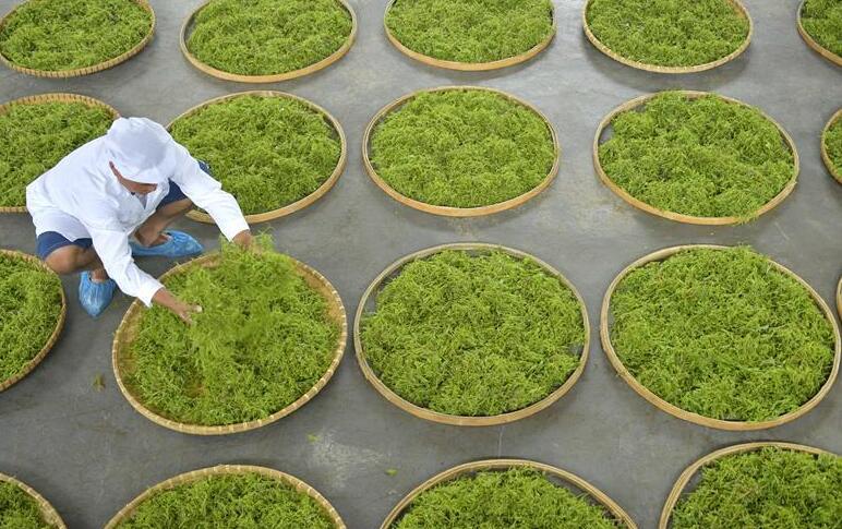 土家“藤茶”藤蔓揉成山间美味