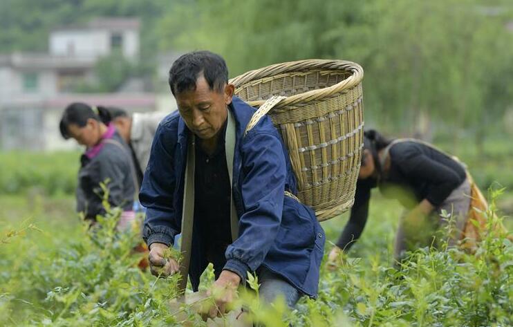 土家“藤茶”藤蔓揉成山间美味