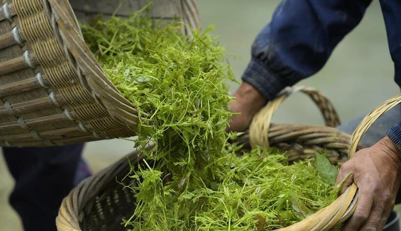 土家“藤茶”藤蔓揉成山间美味