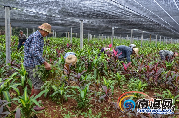 【琼岛先锋图文列表】【即时快讯】海南冬季花卉迎来销售旺季 走俏全国各地