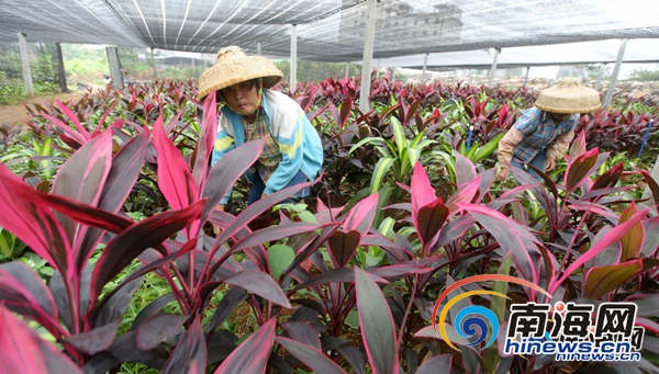 【琼岛先锋图文列表】【即时快讯】海南冬季花卉迎来销售旺季 走俏全国各地