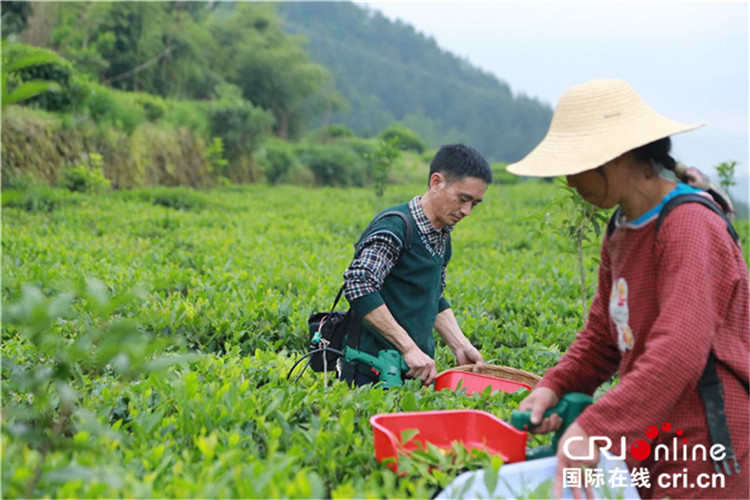 湖北巴东：守住长江生态 捧出“绿色”好茶