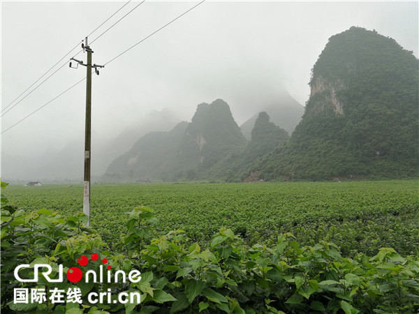 【唐已审】【供稿】【焦点图】【移动端-焦点图】【八桂大地、八桂大地-河池】河池市宜州区获评“中国桑蚕之乡”称号