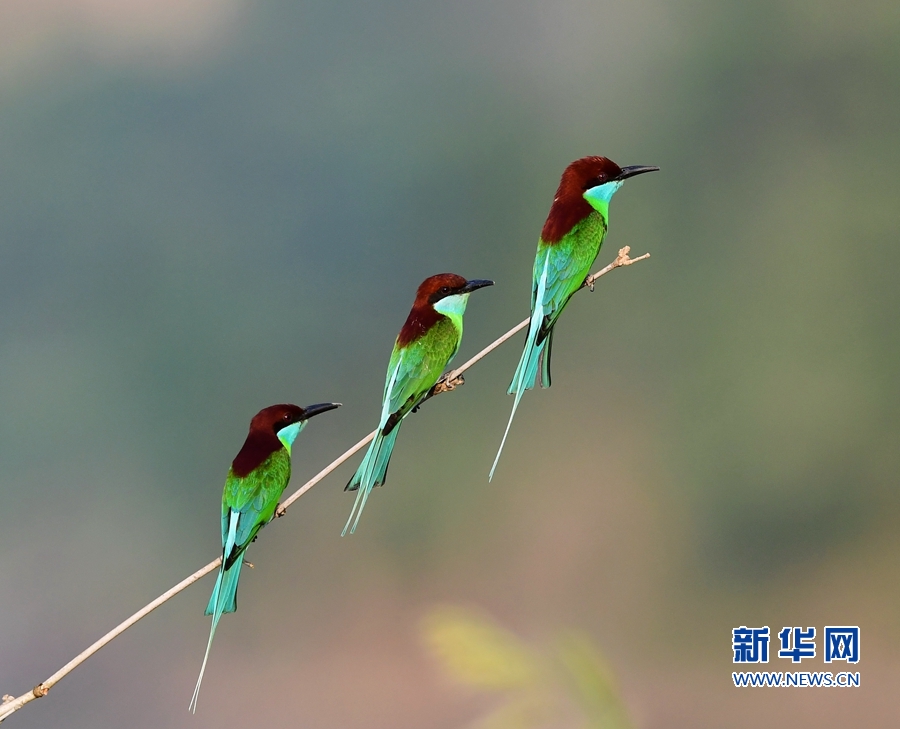 福建：蓝喉蜂虎 林间精灵