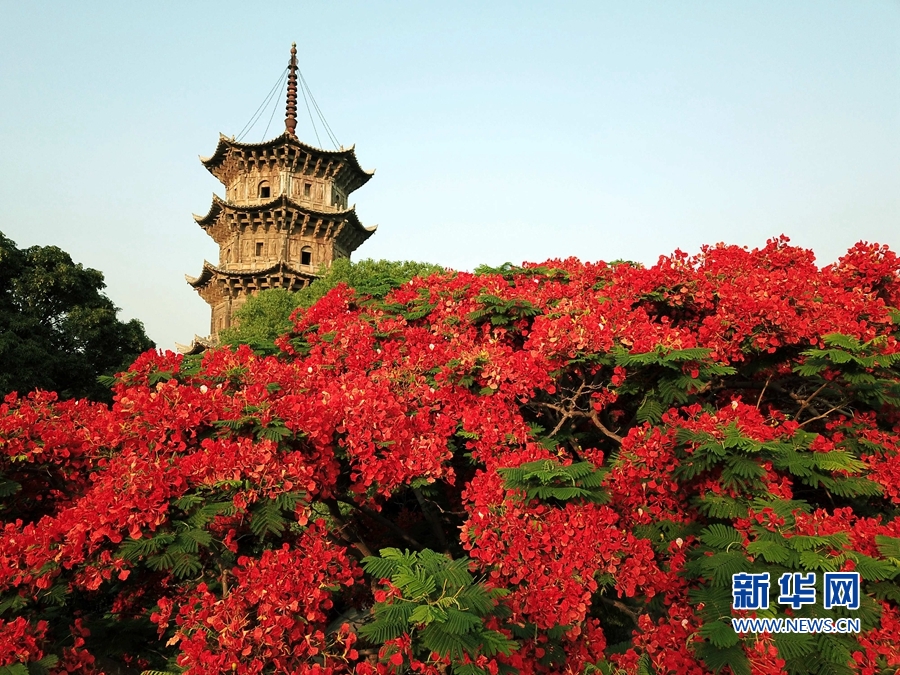 福建泉州：凤凰花开 映红古城