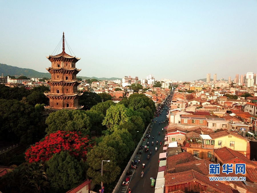 福建泉州：凤凰花开 映红古城