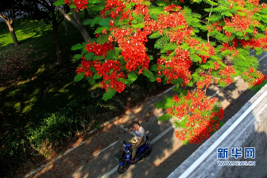 福建泉州：凤凰花开 映红古城