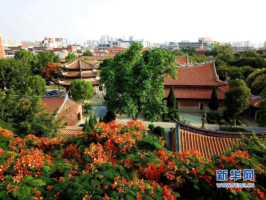 福建泉州：凤凰花开 映红古城