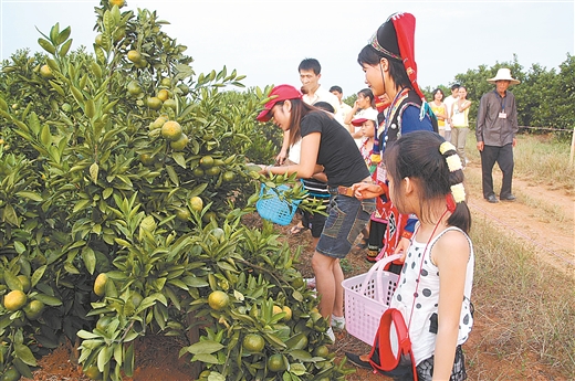 贺州富川脐橙大丰收