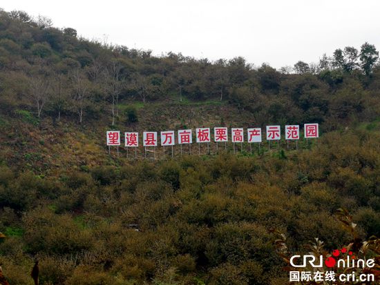 “望谟板栗”从粗放到精管看产业发展思维之变