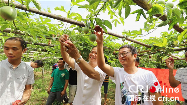 【供稿】【已过审】【移动端-标题列表】【八桂大地-南宁】【八桂大地】【热门文章】小果牵出大产业 北流新一季百香果正式开摘上市