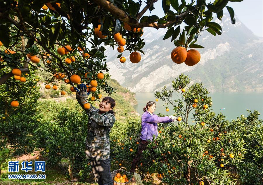 图片默认标题