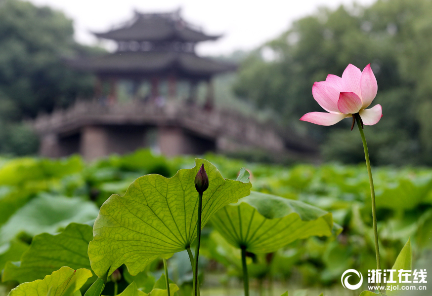 又到荷红莲碧时 西湖首批荷花提前绽放