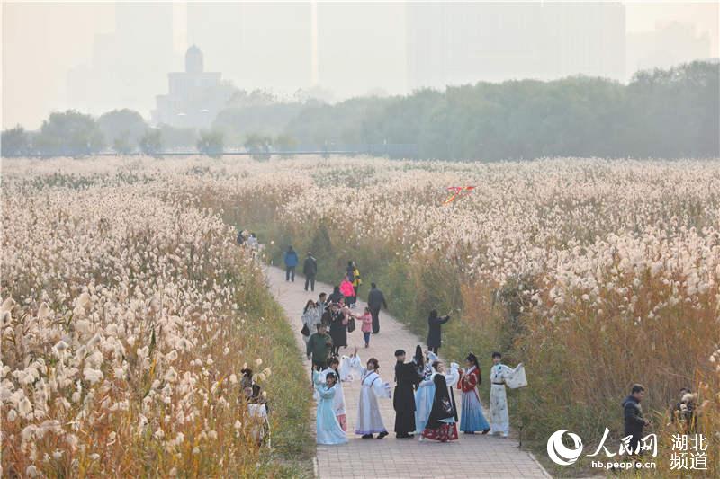 第二届江岸芦花节启幕 网友：芦花很有特色 武汉很有排面