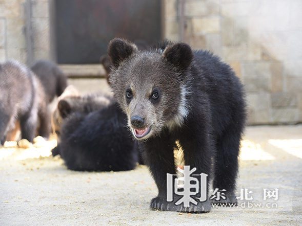 环尾狐猴棕熊宝宝齐卖萌 动物“小可爱”六一将集体亮相