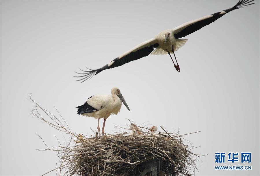 东方白鹳在河北沿海湿地筑巢育雏