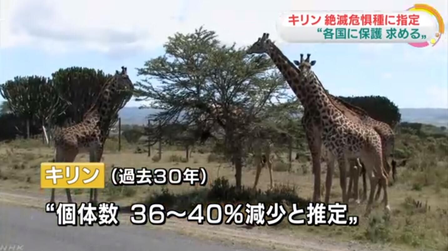 日媒：30年来骤降四成 长颈鹿被列为“易危”物种