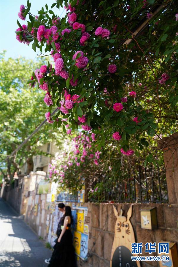 青岛：花满岛城待宾朋