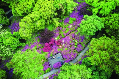 “花海寻美”东湖春季摄影大赛评选揭晓 在他们的镜头里，东湖这里最美