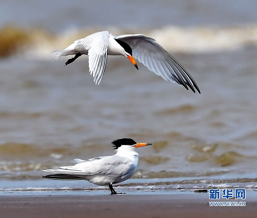 福建：“神话之鸟”再现闽江沙洲