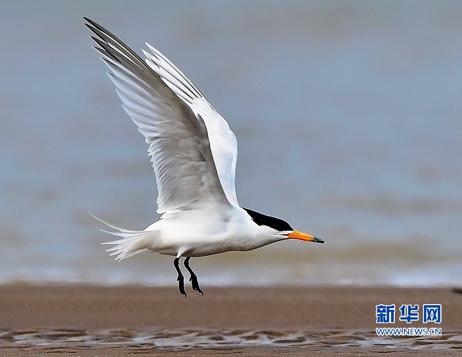 福建：“神话之鸟”再现闽江沙洲