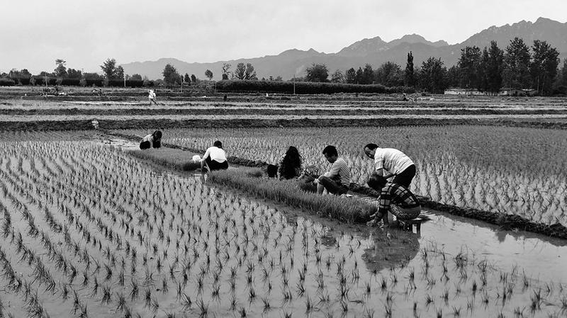 【三秦大地 西安】长安千亩水田现秦岭北麓