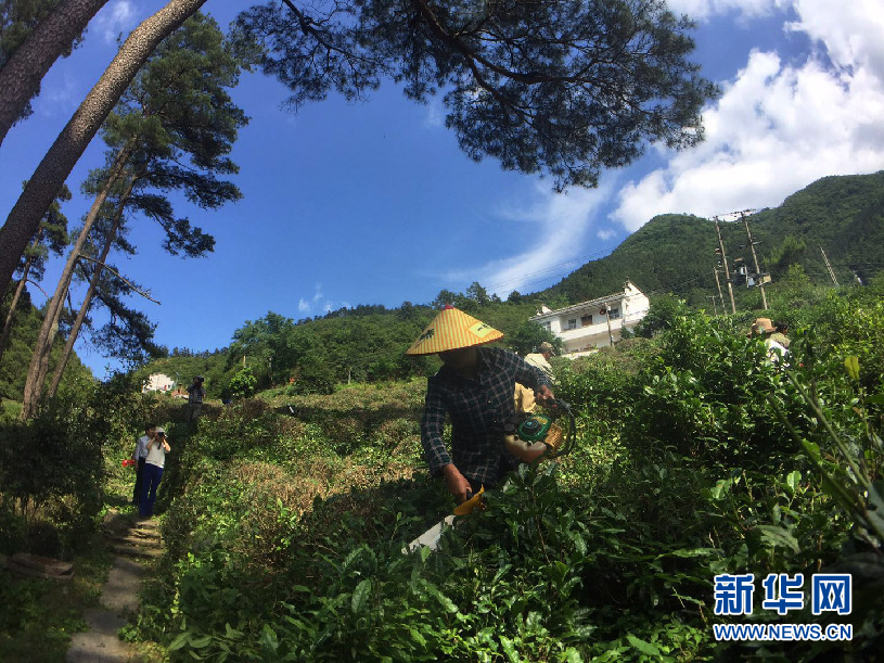 安徽：探秘江南“三江”源 枝繁叶茂生态绝美