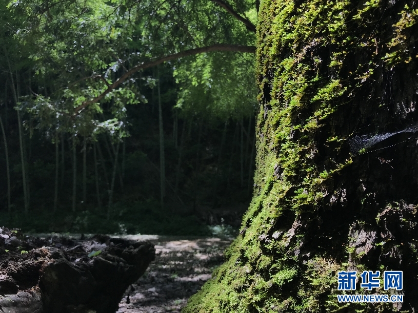 皖南深山古树群 枝繁叶茂传千载