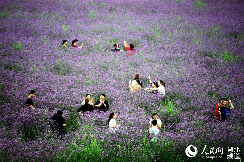 湖北十堰：花开郧阳游客来