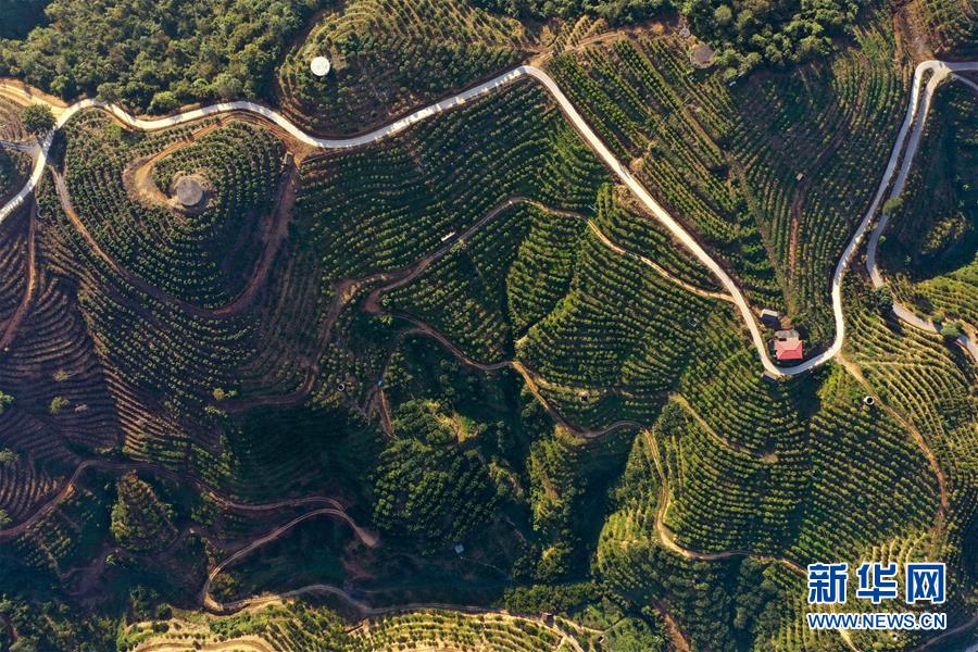 百色：水果飘香脱贫路