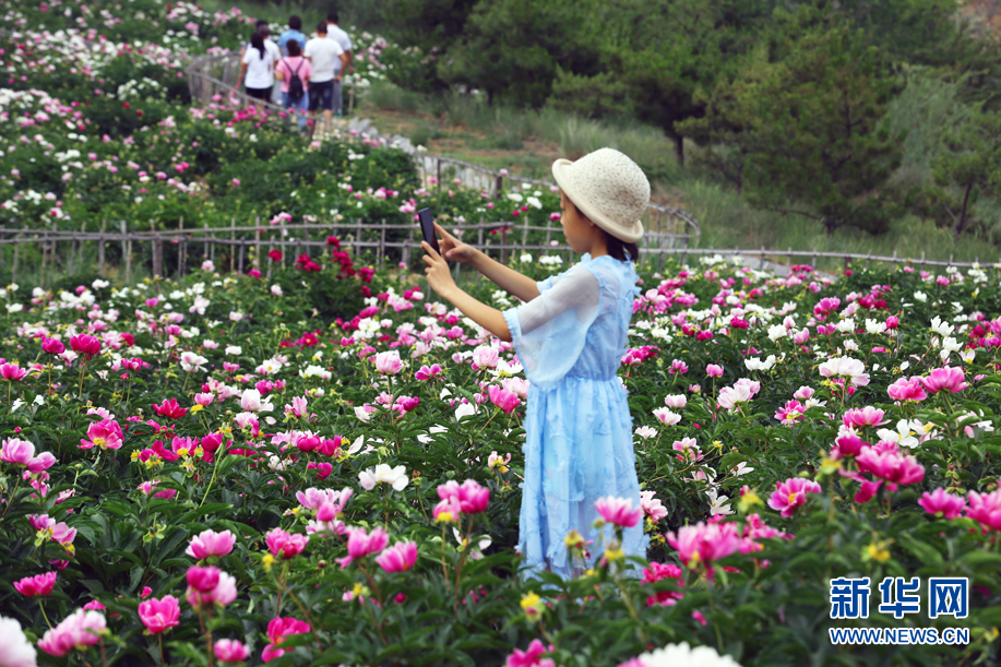 内蒙古：芍药花开醉游人