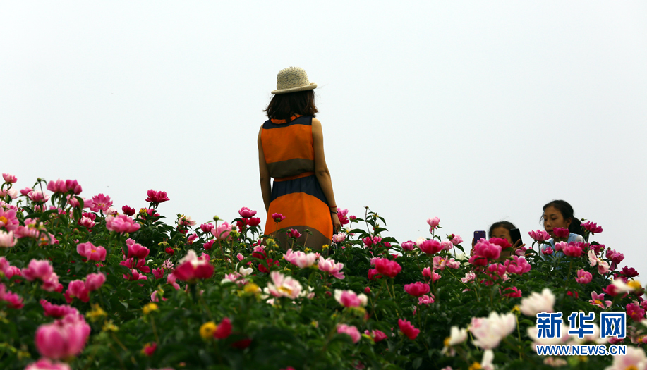 内蒙古：芍药花开醉游人