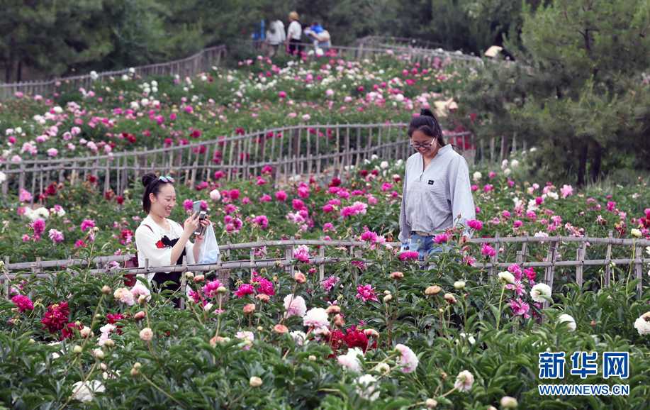 内蒙古：芍药花开醉游人