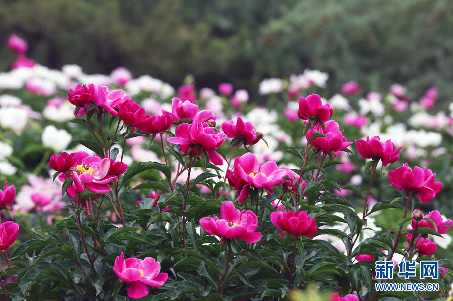 内蒙古：芍药花开醉游人