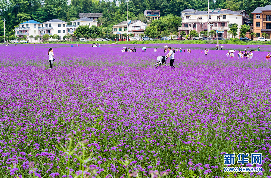 重庆：紫色马鞭草绽放十二金钗大观园 勾勒浪漫田园风光