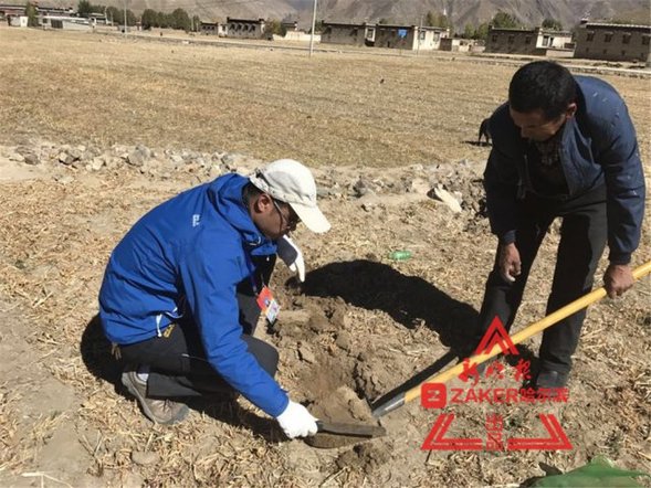 黑龙江援藏干部：“青稞增产模式”助力仁布县脱贫