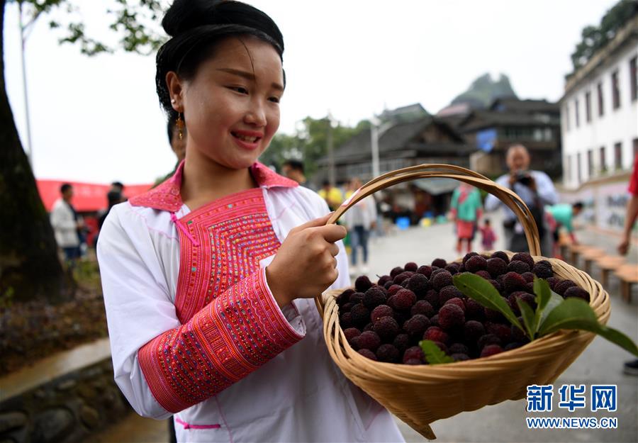 贵州榕江：趣味杨梅节迎四方客