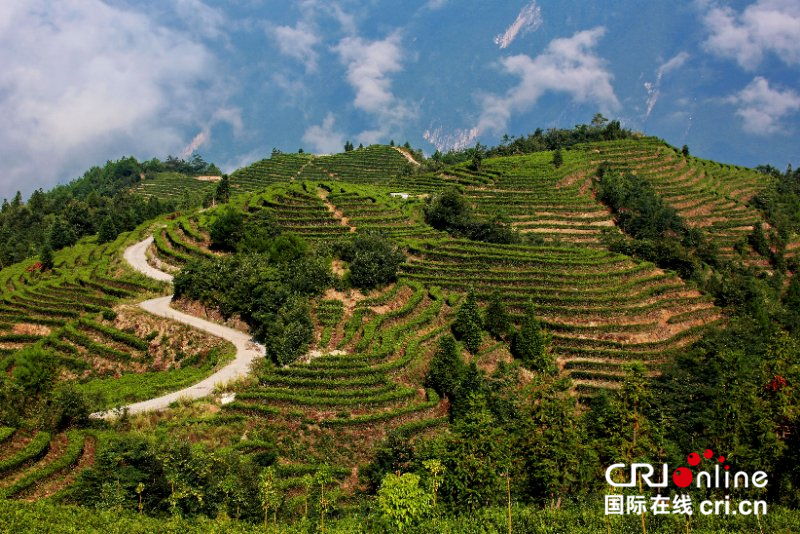 湖北巴东：茶旅巧融合 茶乡变景区