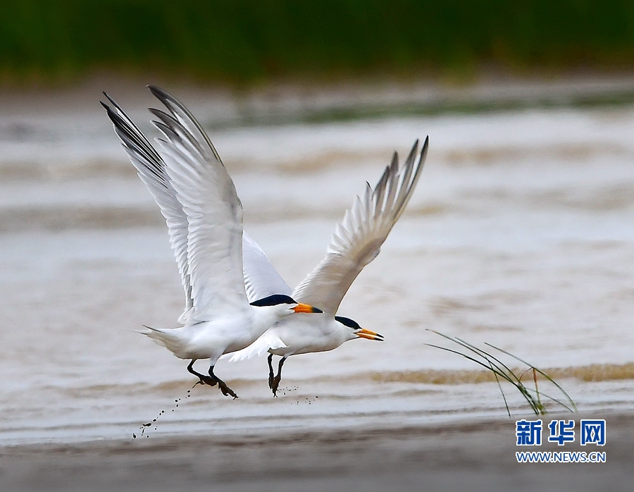 福建：“神话之鸟”的爱情故事