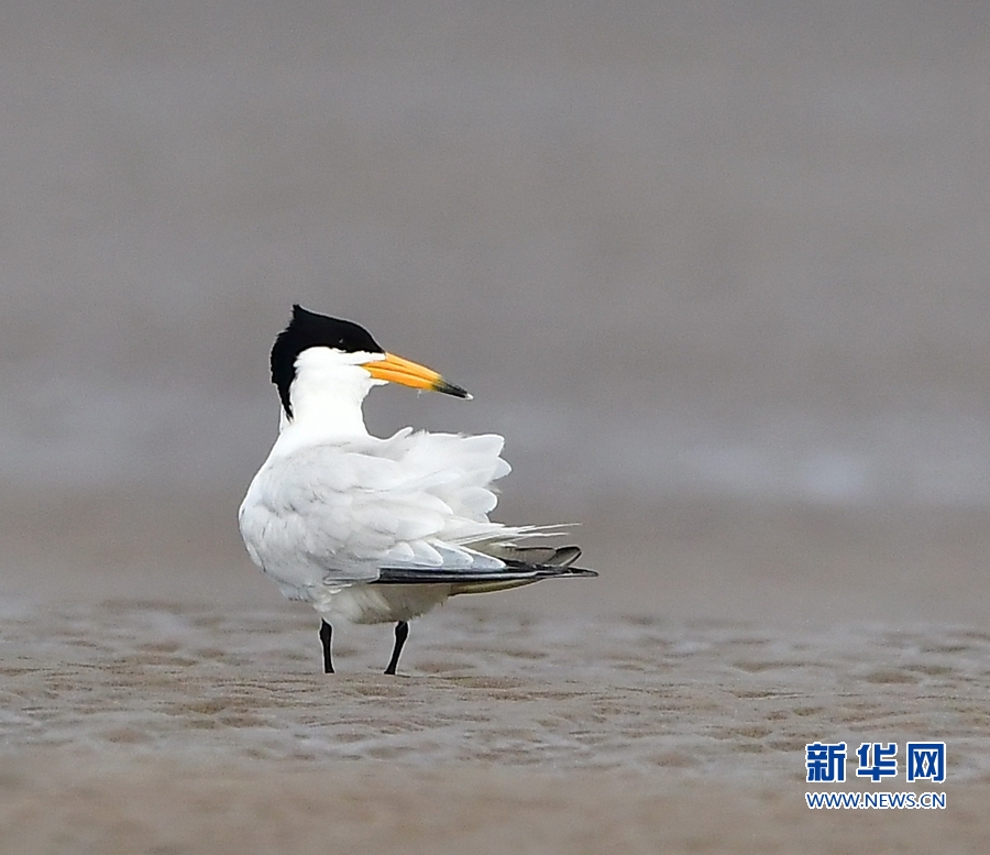 福建：“神话之鸟”的爱情故事