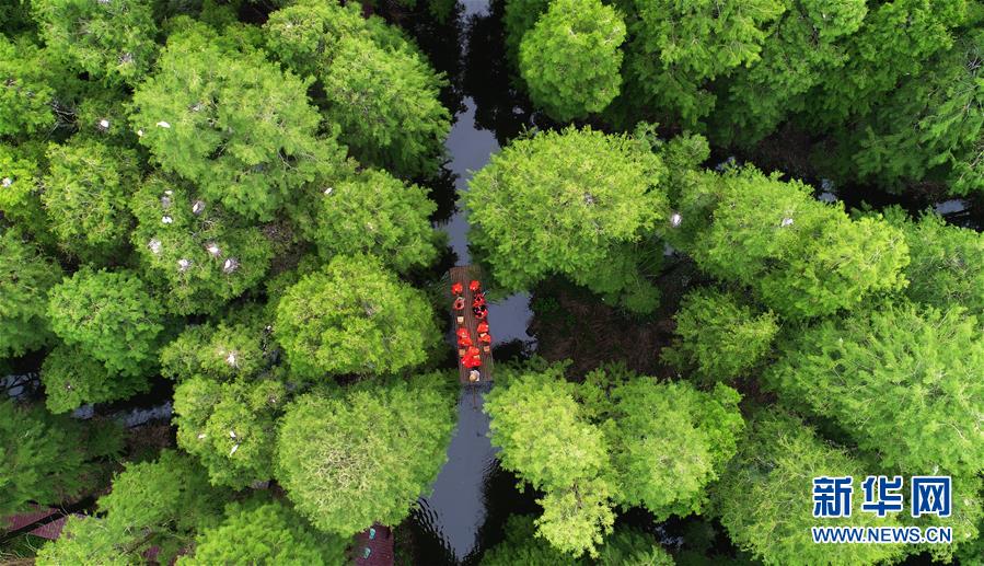 江苏兴化：“水上森林”画中游