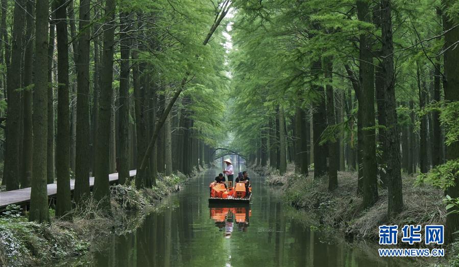 江苏兴化：“水上森林”画中游