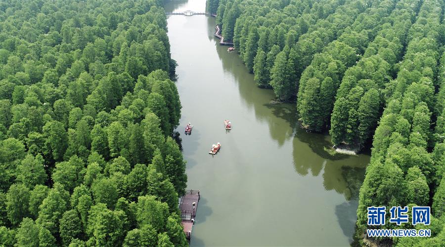 江苏兴化：“水上森林”画中游