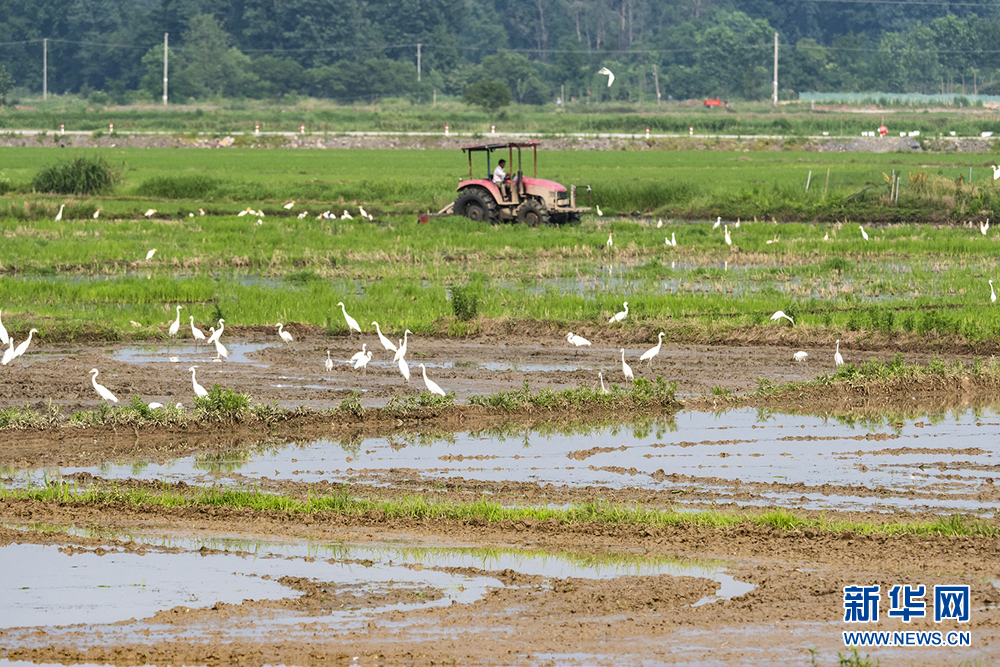 安徽：夏种田园美如画 铁牛耕耘白鹭飞