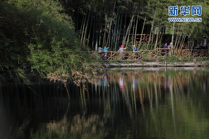 宜宾：300余万亩竹林里的金山银山