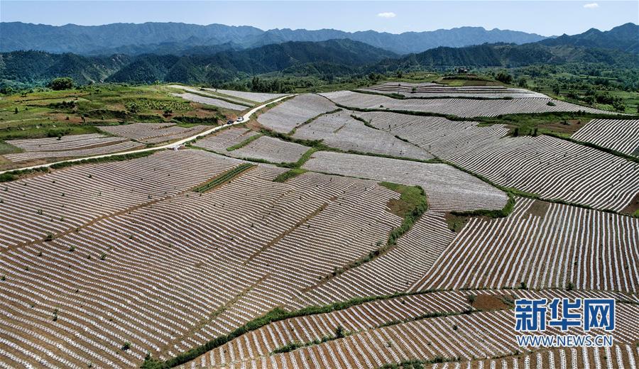 陕西洛南：锦绣大地蕴丰收